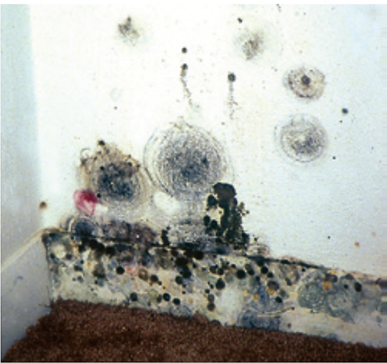 Mold growing as a result of condensation from room air