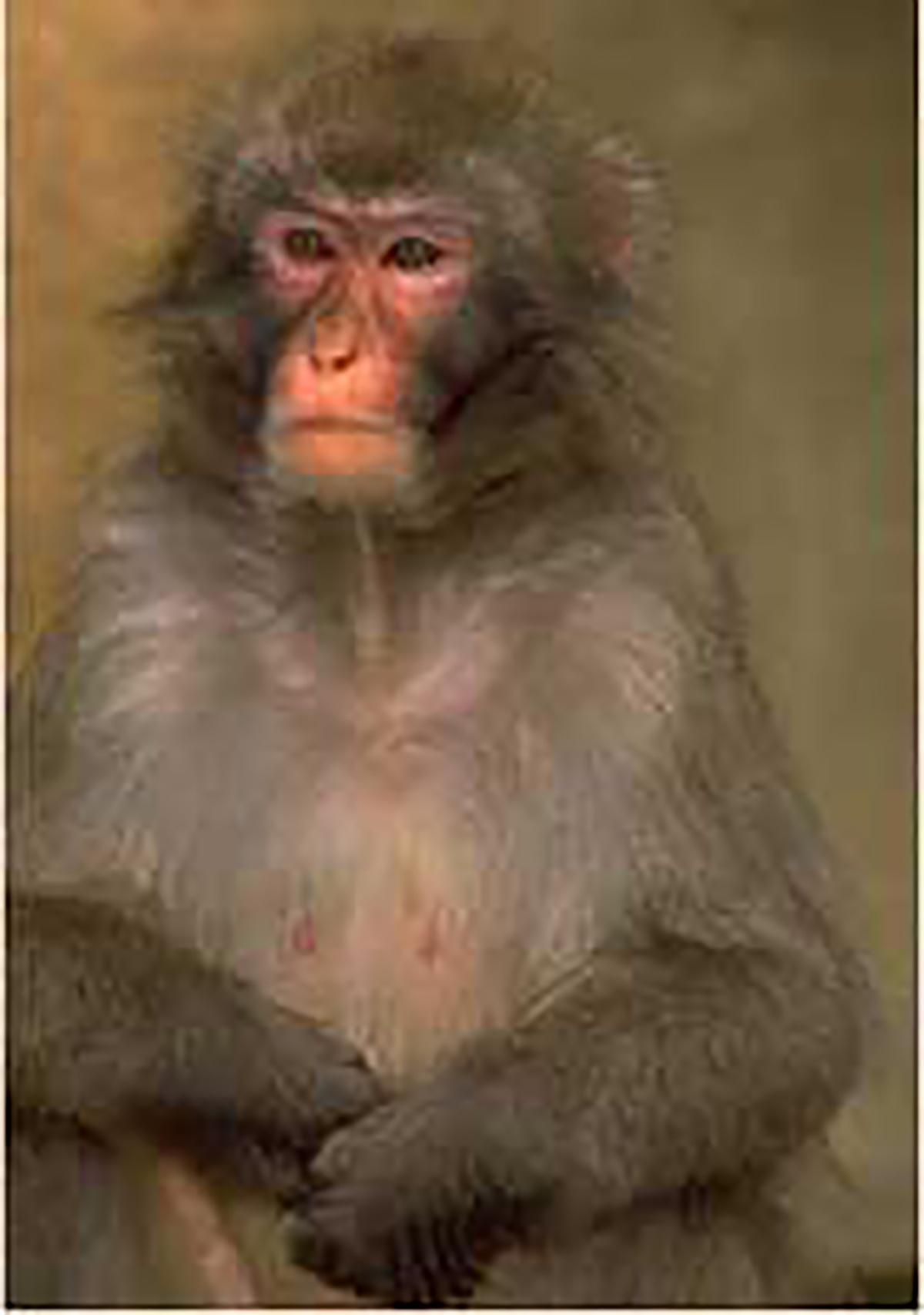 Non-human Primate